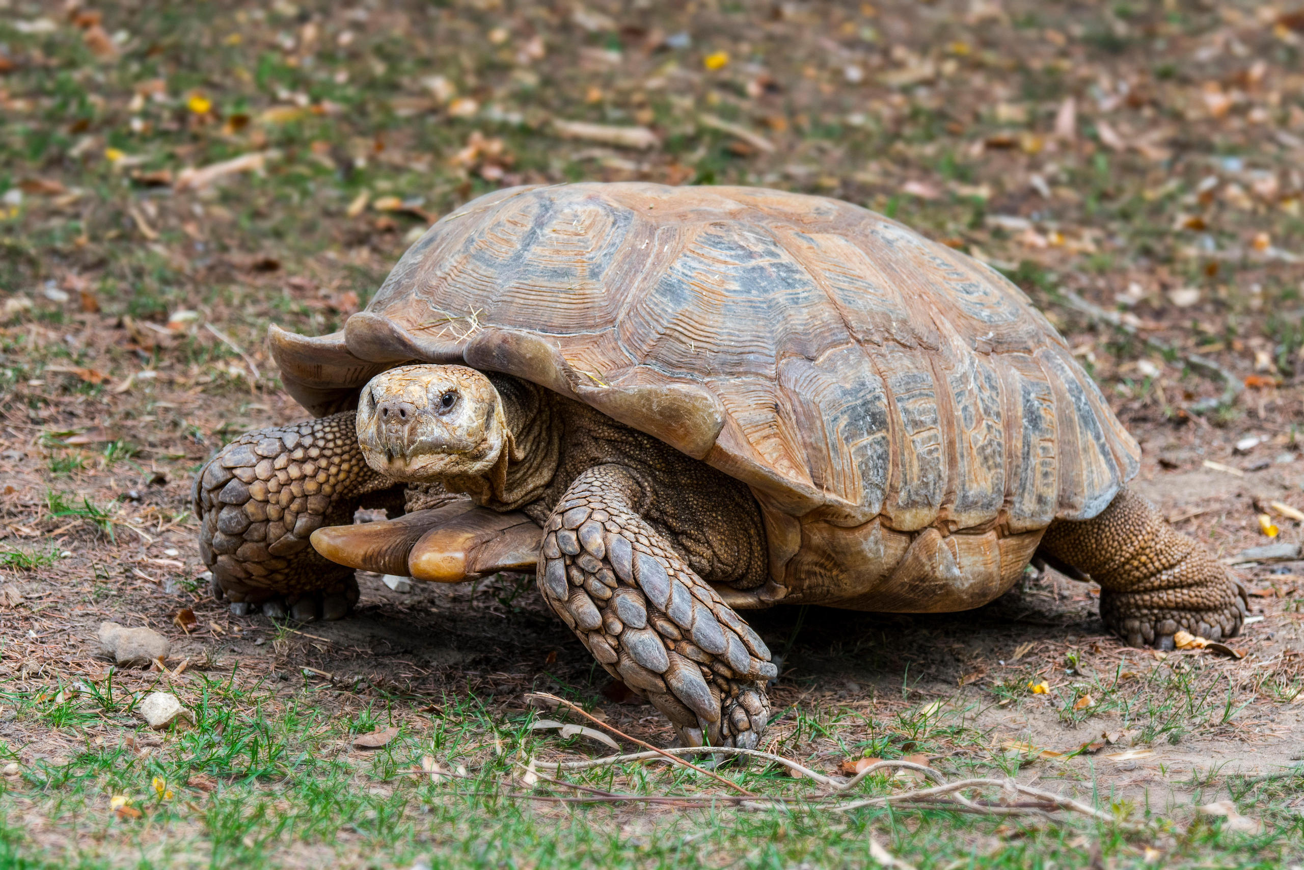 African spurred tortoise