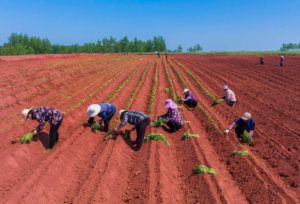 <p>Farmers plant sweet taro in Suqian, Jiangsu province. The new national soil survey will document levels of acidification and heavy metal pollution among other things. (Image: Alamy)</p>