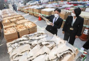 Two Hong Kong customs officers inspect contraband seized from a vessel bound for mainland China, containing fish bladder and shark fin