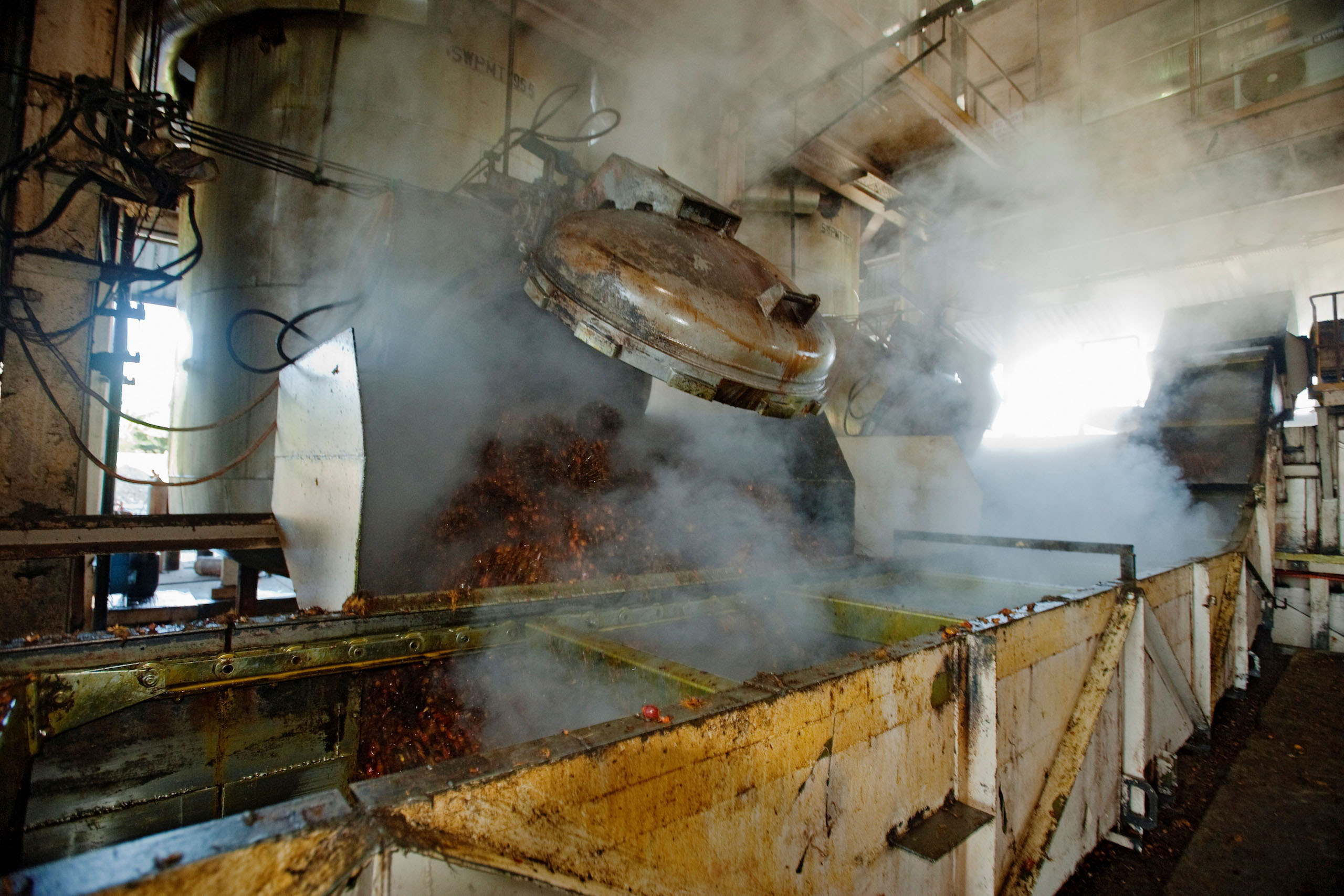 Oil palm fruit being processed. fruit is crushed extract oil which then can be used food or biodiesel.