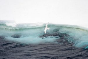 a white snow petrel seabird flying over blue and turquoise antarctic ocean