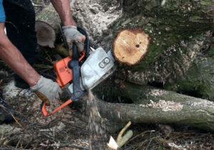 Cutting a tree with chainsaw