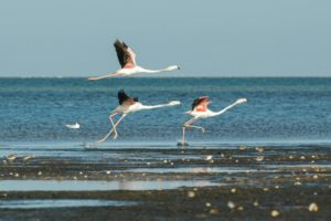 three flamingos taking off from the beach against an ocean backdrop, Banc d'Arguin national park