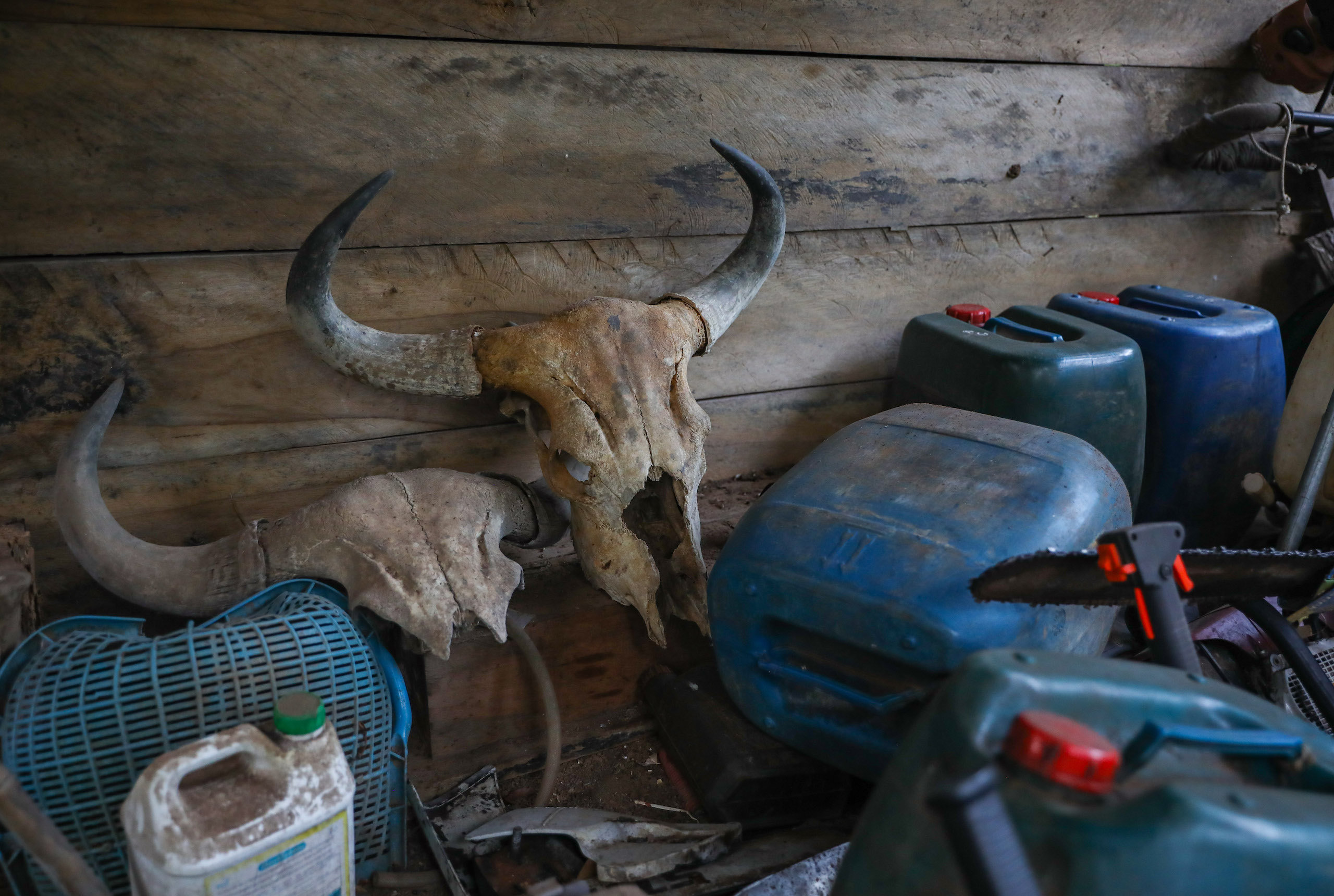 The skulls of two banteng that died after being entangled by snares