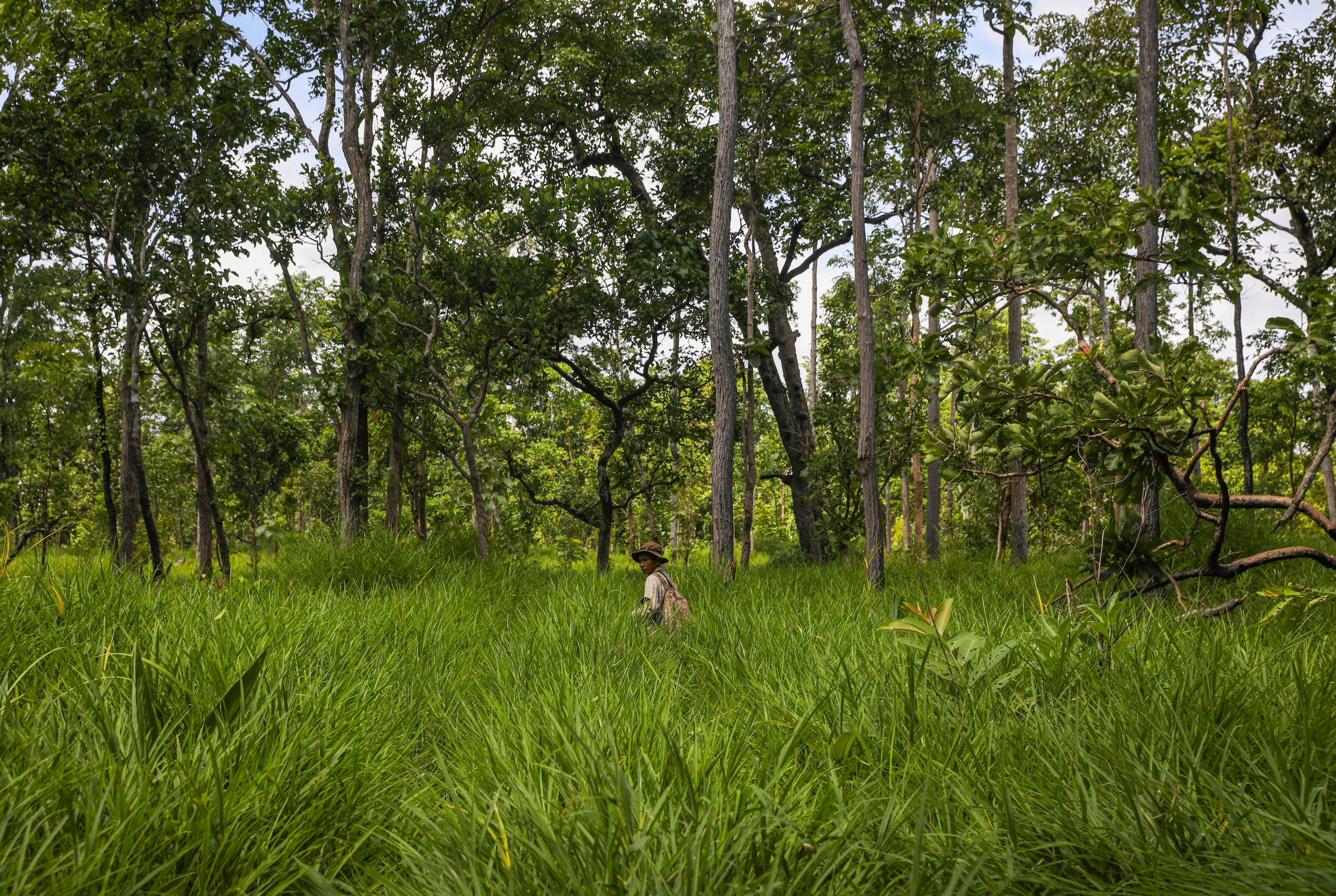 a community ranger in Cambodia's Phnom Thnout Wildlife Sanctuary, wades through long grass in the protected area, which is still home to a herd of banteng, an endangered wild cattle species