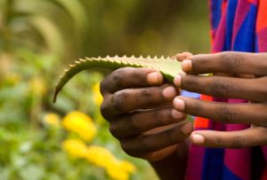 <p>肯尼亚牧民已经从尝试种植芦荟中受益。他们通常手工提取芦荟液。一家中国公司正在巴林戈郡（Baringo）修建一座芦荟液机械加工厂。图片来源:Andrew Linscott / Alamy</p>