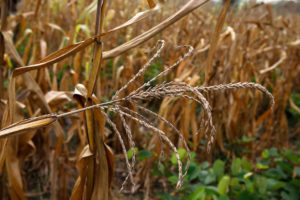 Maize field in Benin