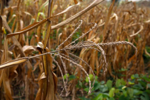 <p>一个农业培训中心建议当地农民使用现代高产玉米品种，但获得这些品种依然存在障碍。图片来源：Godong / Alamy</p>