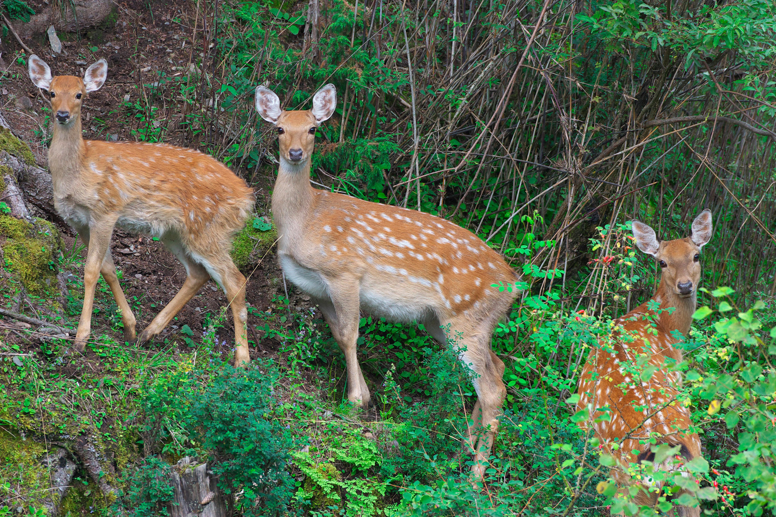 all wild animals in one picture