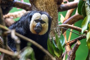 <p>生活在亚马逊雨林的白面粗尾猿（white-faced saki）。自1970年以来，拉丁美洲和加勒比地区的野生动物种群规模平均下降了94%。图片来源：Jane Rix / Alamy</p>