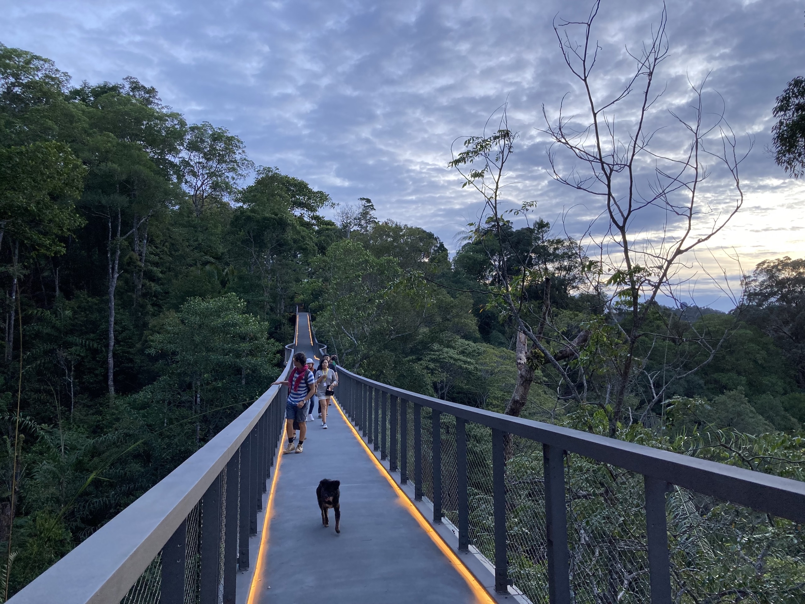 People and a dog walk along a canopy walkway in Penang, Malaysia