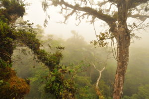 <p>“Almost all the important stuff goes on there.” Forest canopies support a huge diversity of plant and animal life and are vital for storing planet-heating CO2. (Image: Sybil Gotsch)</p>