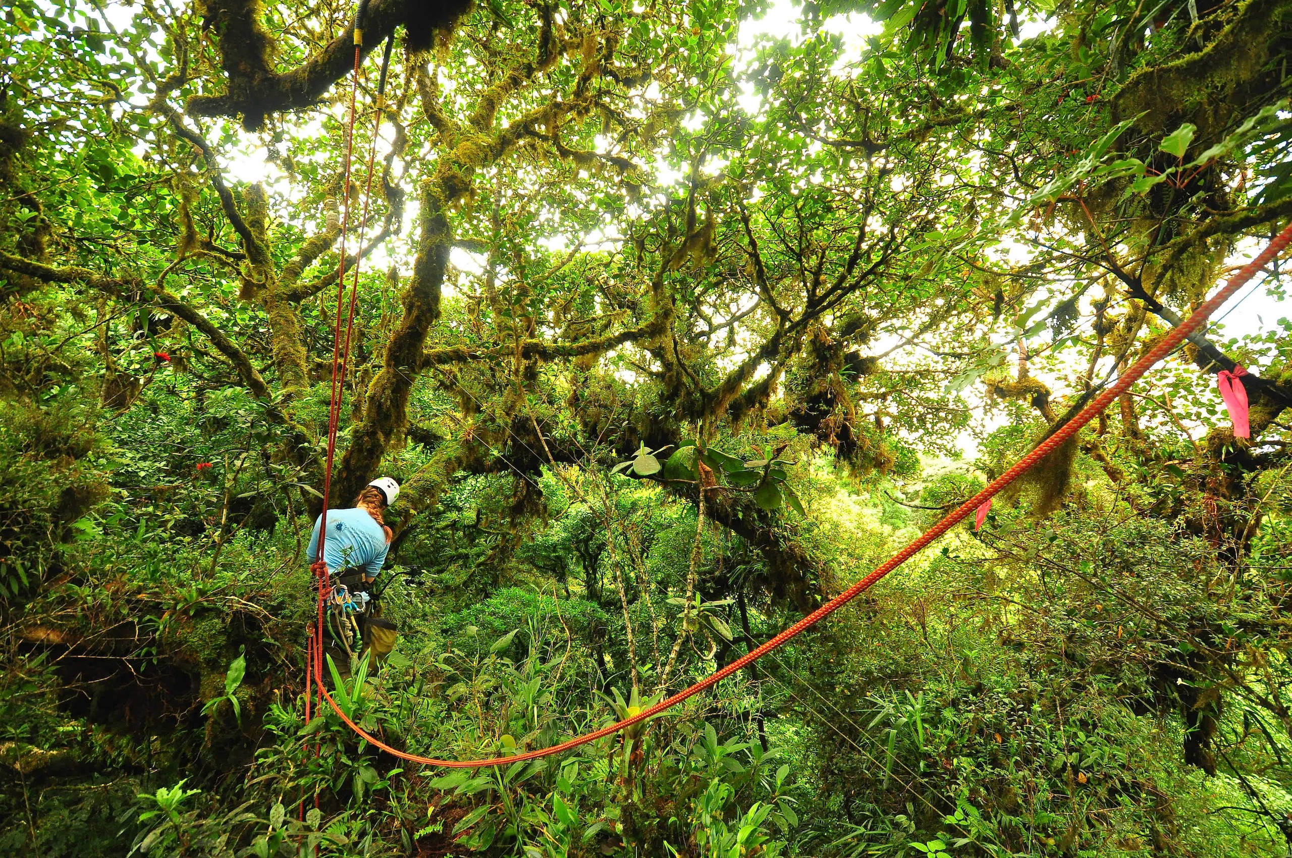 A biologists hangs from ropes in the forest canopy to conduct research
