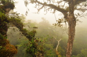 View of a misty rainforest canopy