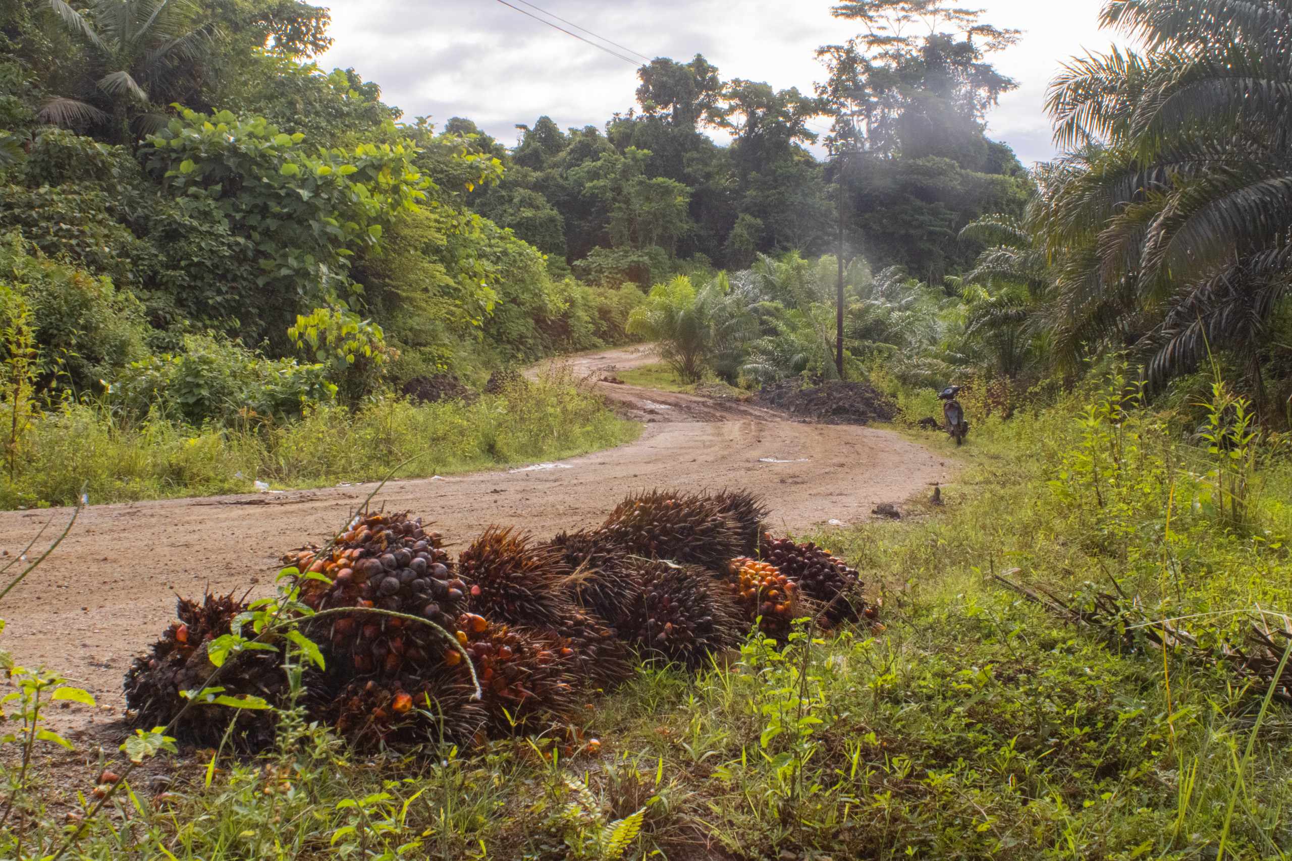 Oil palm fruit waiting to be collected by the side of the road leading to Segun