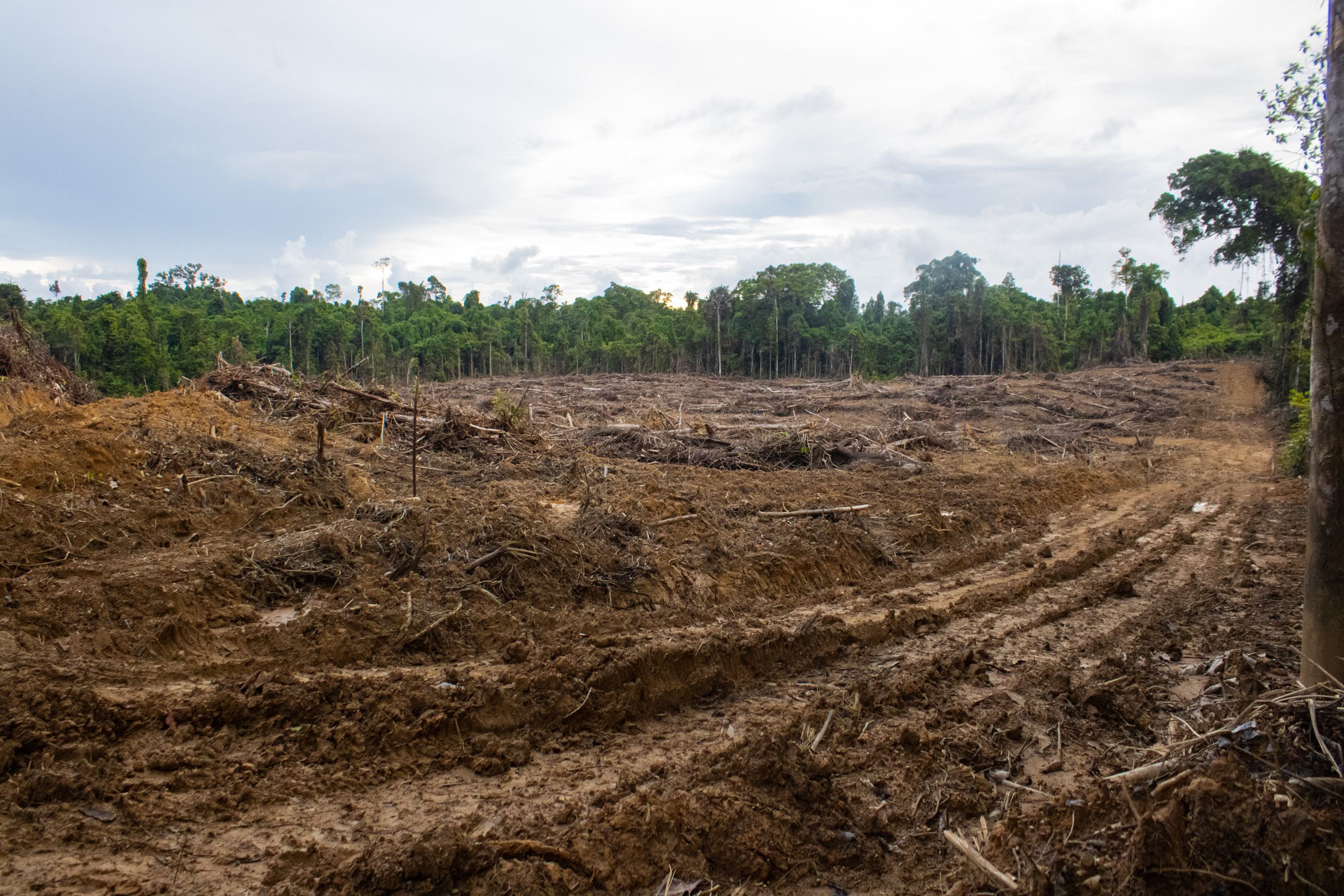 Deforestation for oil palm development in an area near Segun village