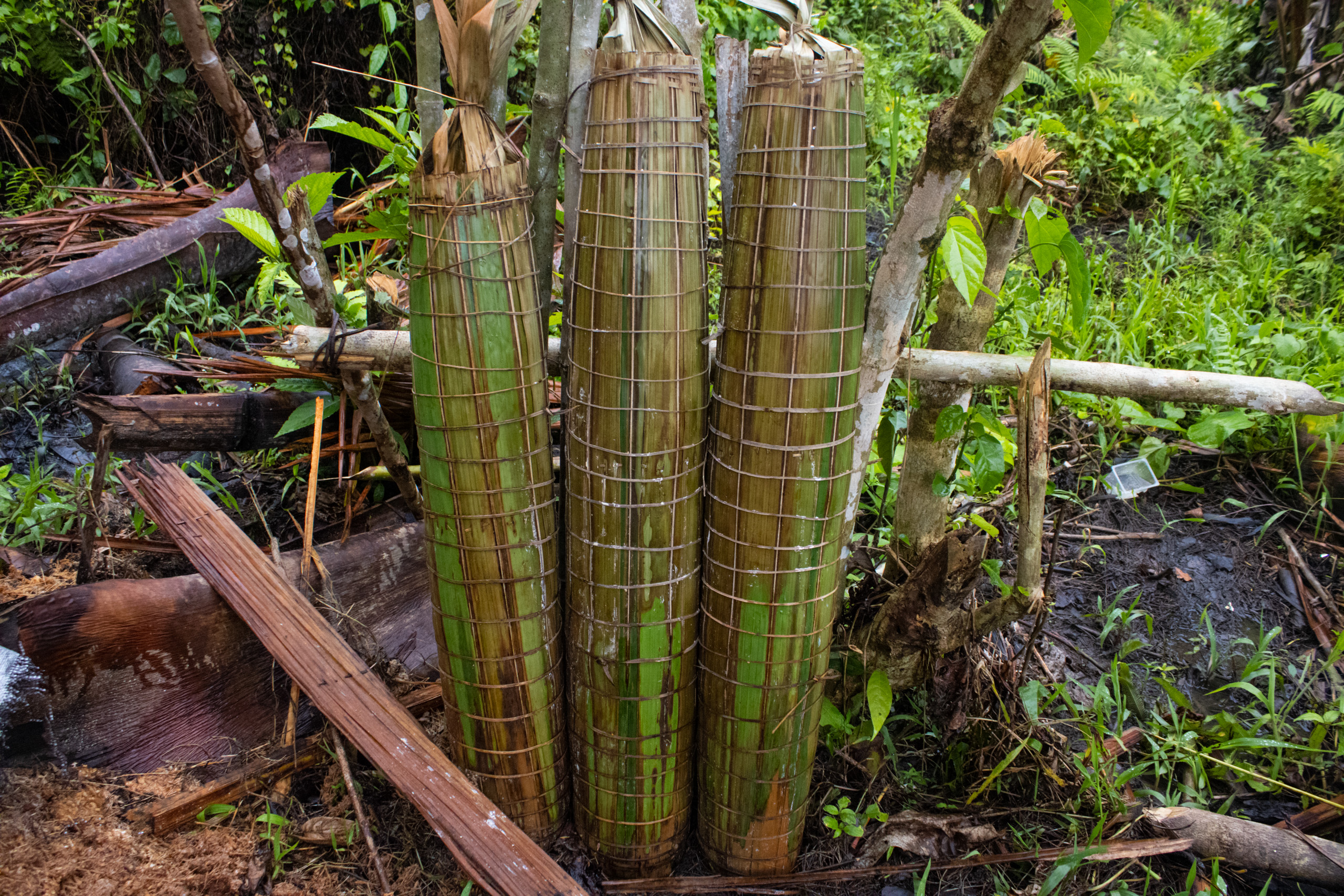 the still-moist starch is stored in containers, known as tumang, made from sago palm leaves