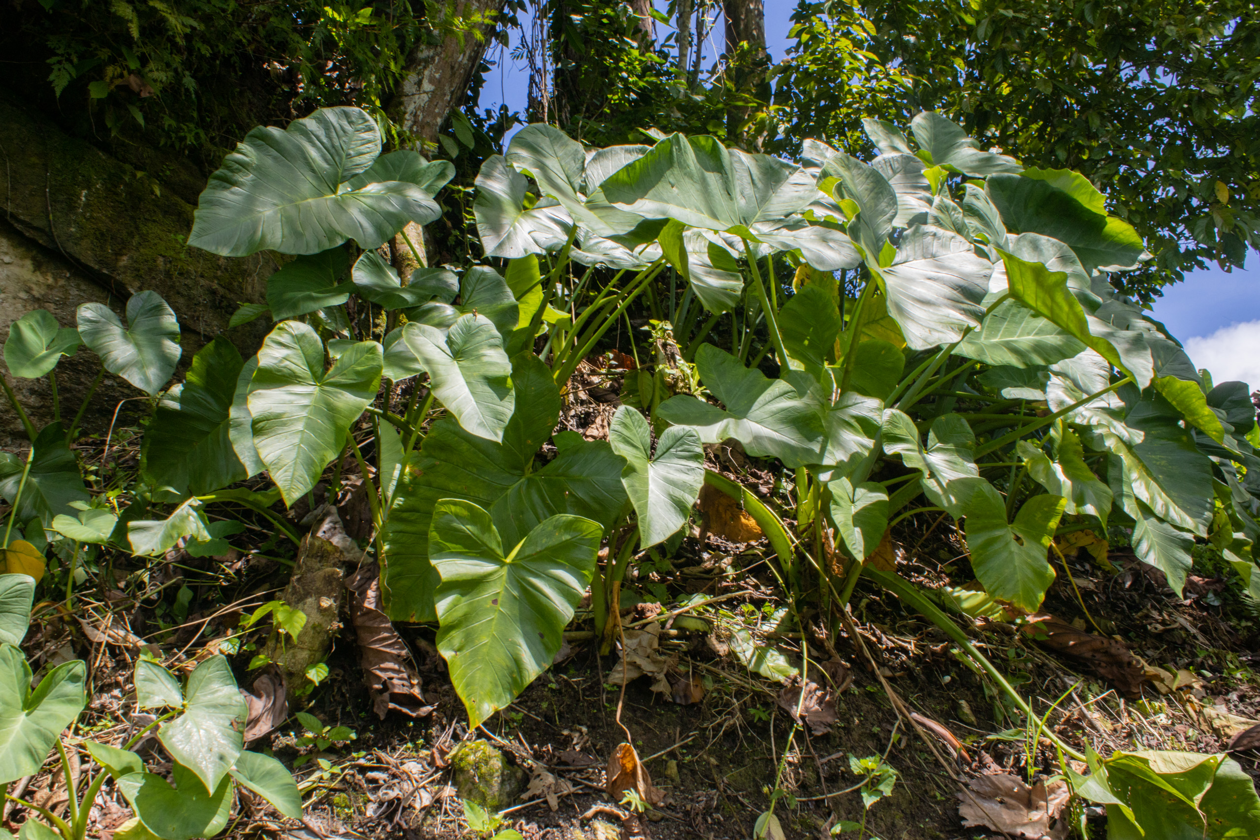 A root vegetable, taro is an important source of food in West Papua