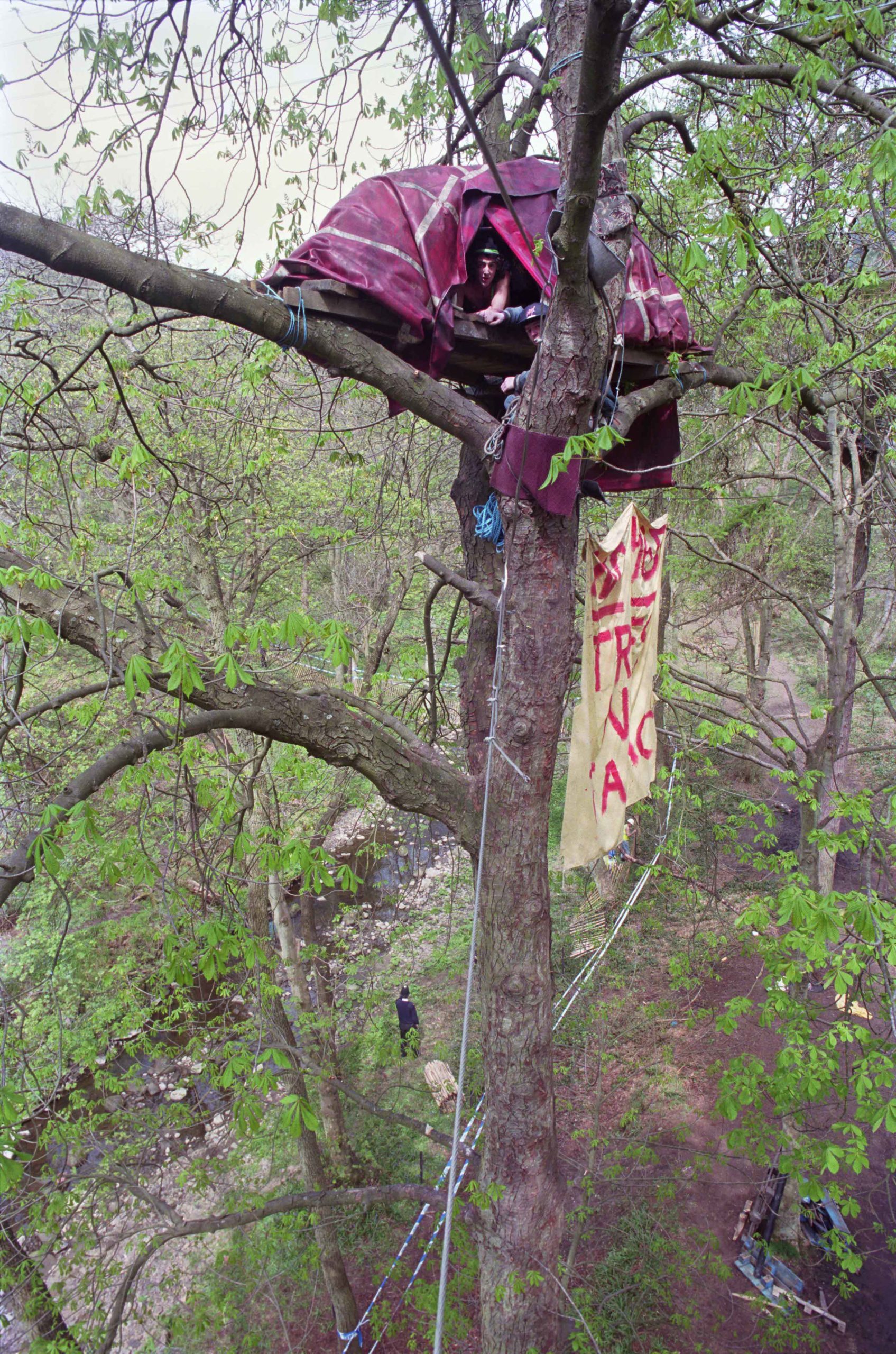 Protester living in a tent up a tree, historical photograph