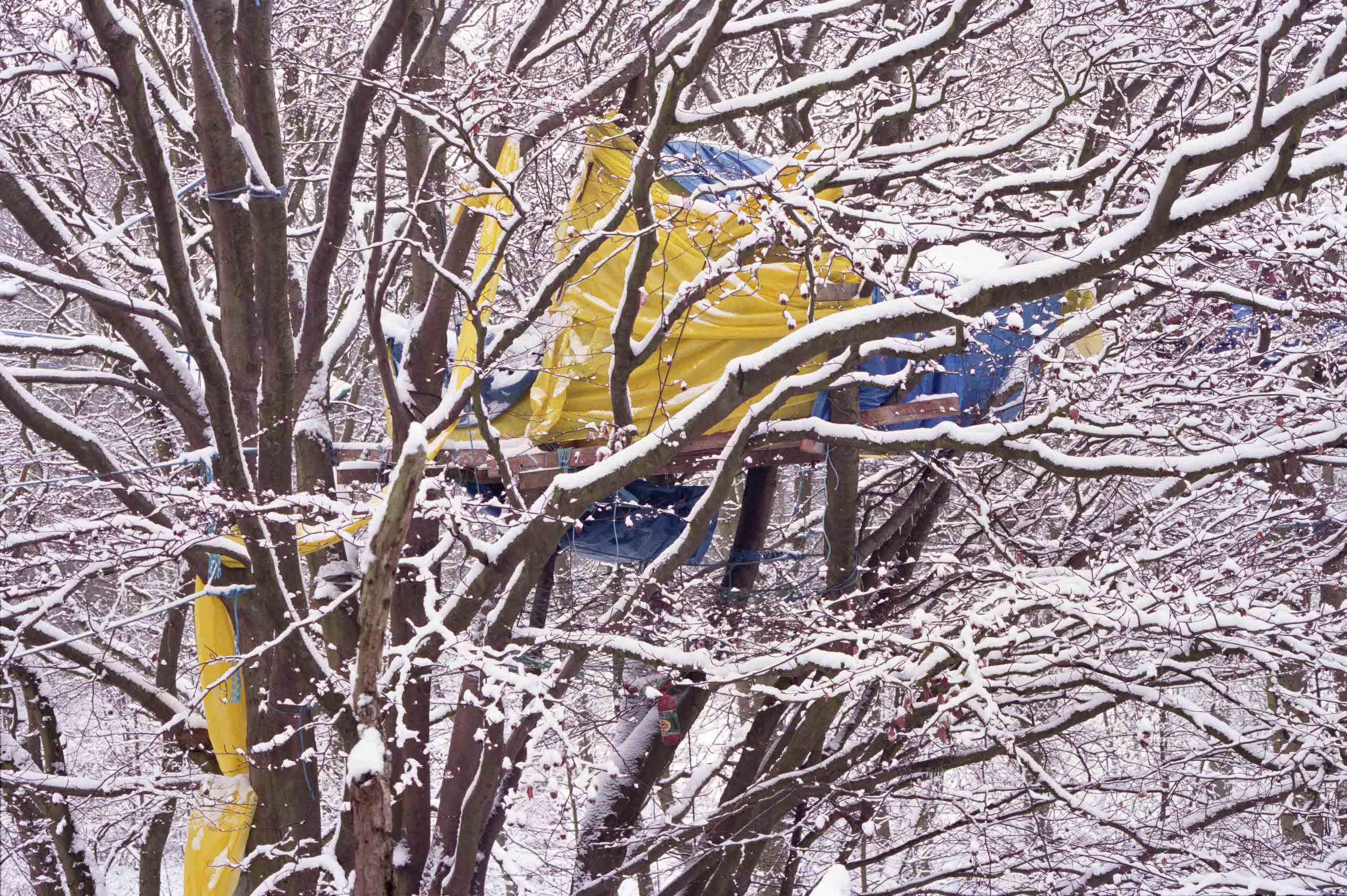 A yellow and blue tent in a tree covered in snow. Historical photograph