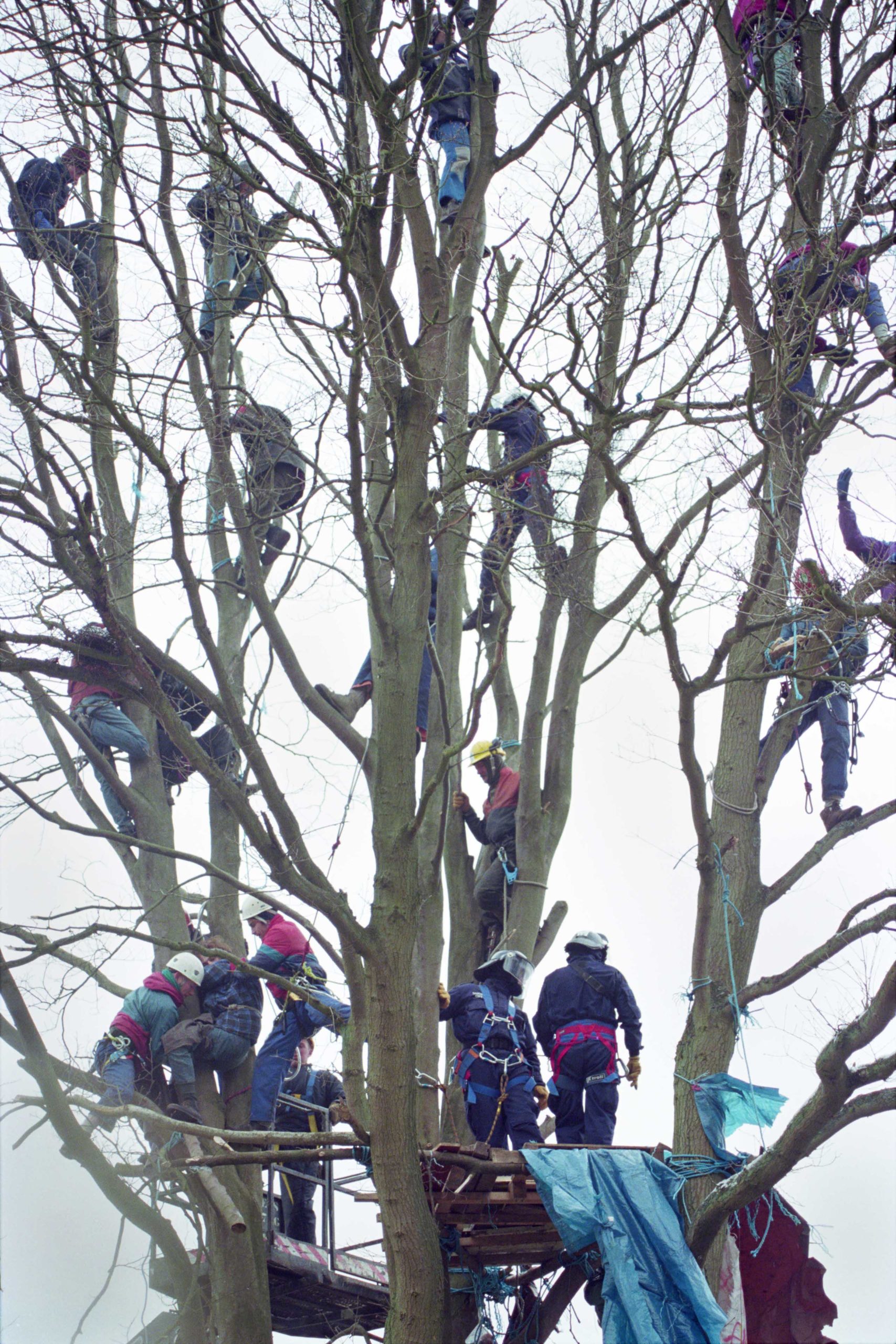 A group of protesters climb up high branches of a tree as security guards try to remove them. Historical photograph