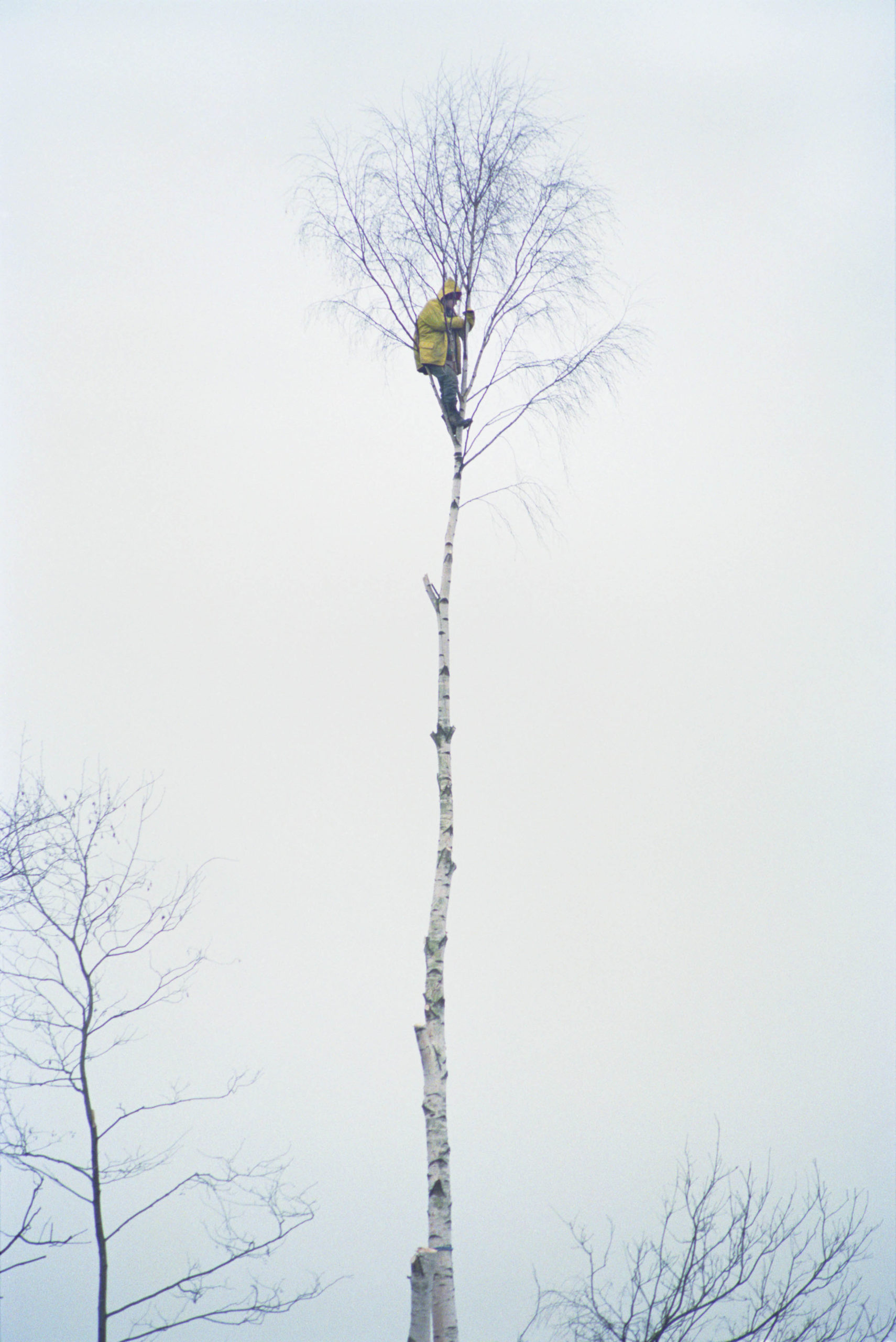 One woman in yellow stands on a small branch very high up a silver birch tree. Historical photograph