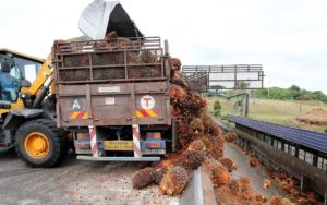 Unloading palm oil fruit in Bahau, Negeri Sembilan, Malaysia