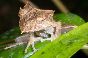 <p>The Ecuador horned treefrog roosting at night in the Condor mountain range, southern Ecuador (Image: Morley Read / Alamy)</p>