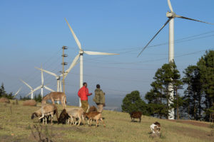 Two walk goats in front of wind turbines near Nairobi, Kenya