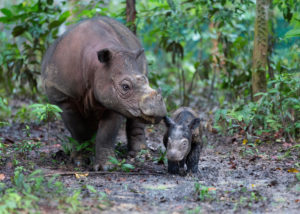 <p>A Sumatran rhinoceros and her newborn calf. There is disagreement among experts on whether the COP15 deal will be enough to reverse global nature loss. (Image: Stephen Belcher / Alamy)</p>