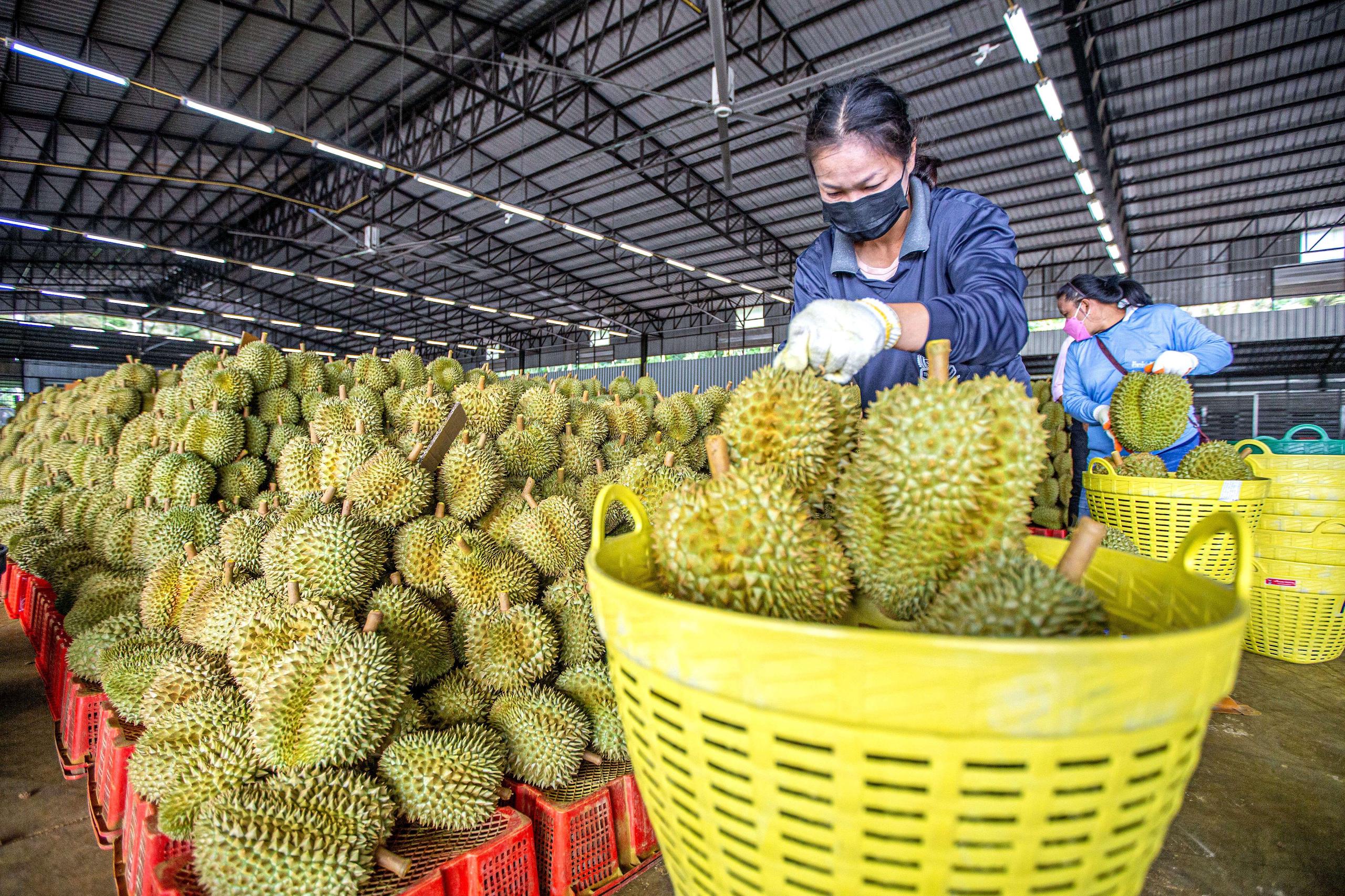 a durian processing factory in the Chanthaburi province_Thailand