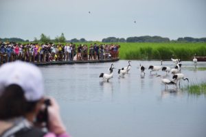 Tourists watch the Red-crowned Crane at Zhalong Wetland in Qiqihar city, Heilongjiang
