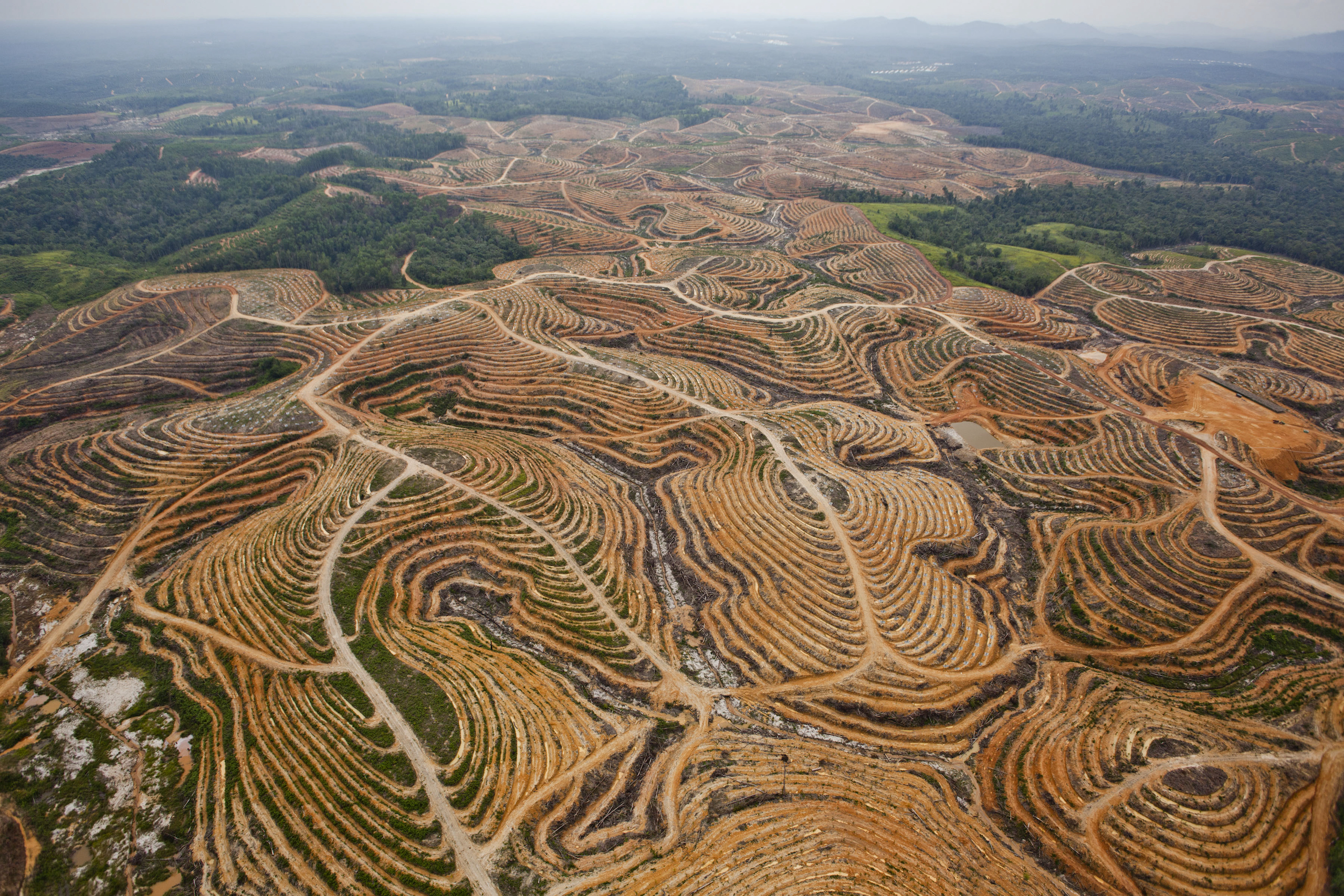 Deforestation in Central Kalimantan