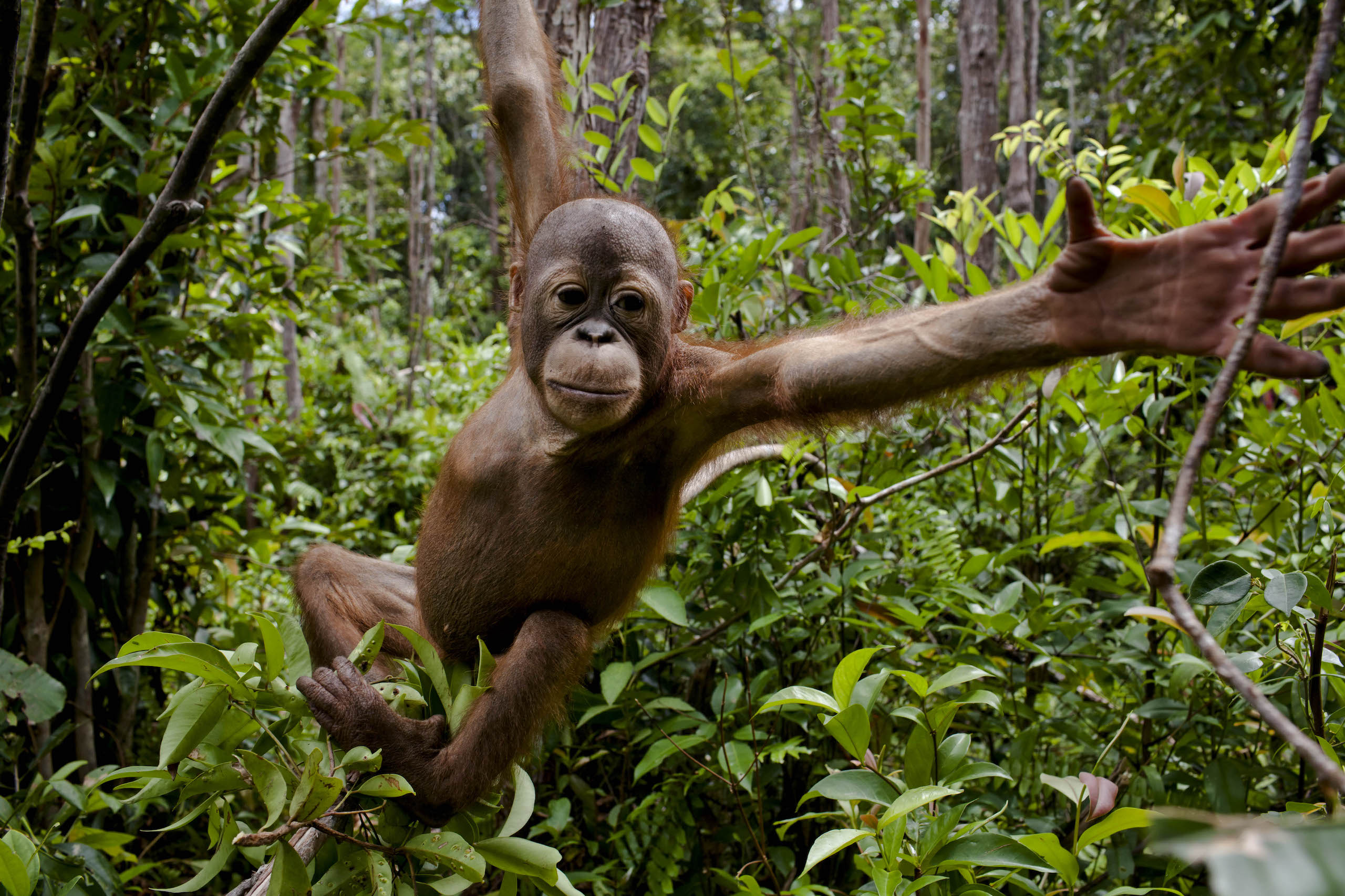 Orangutan in Central Kalimantan