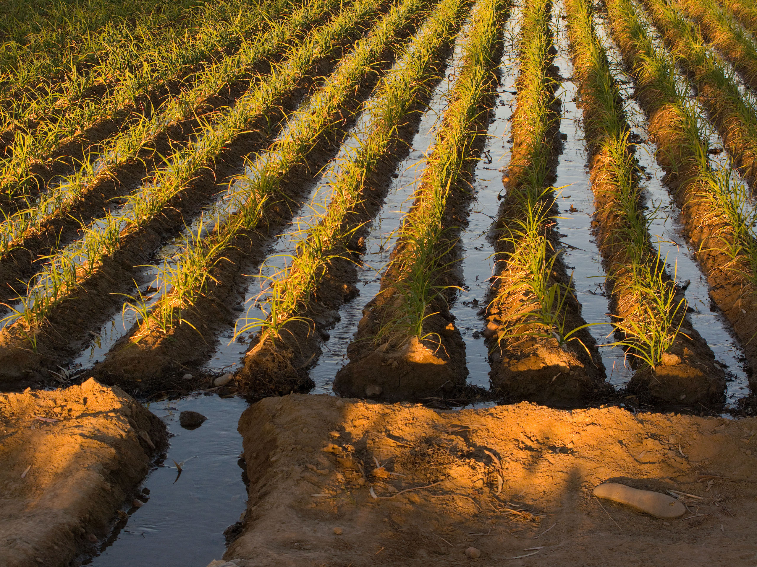 Irrigation in winter croplands in Argentina