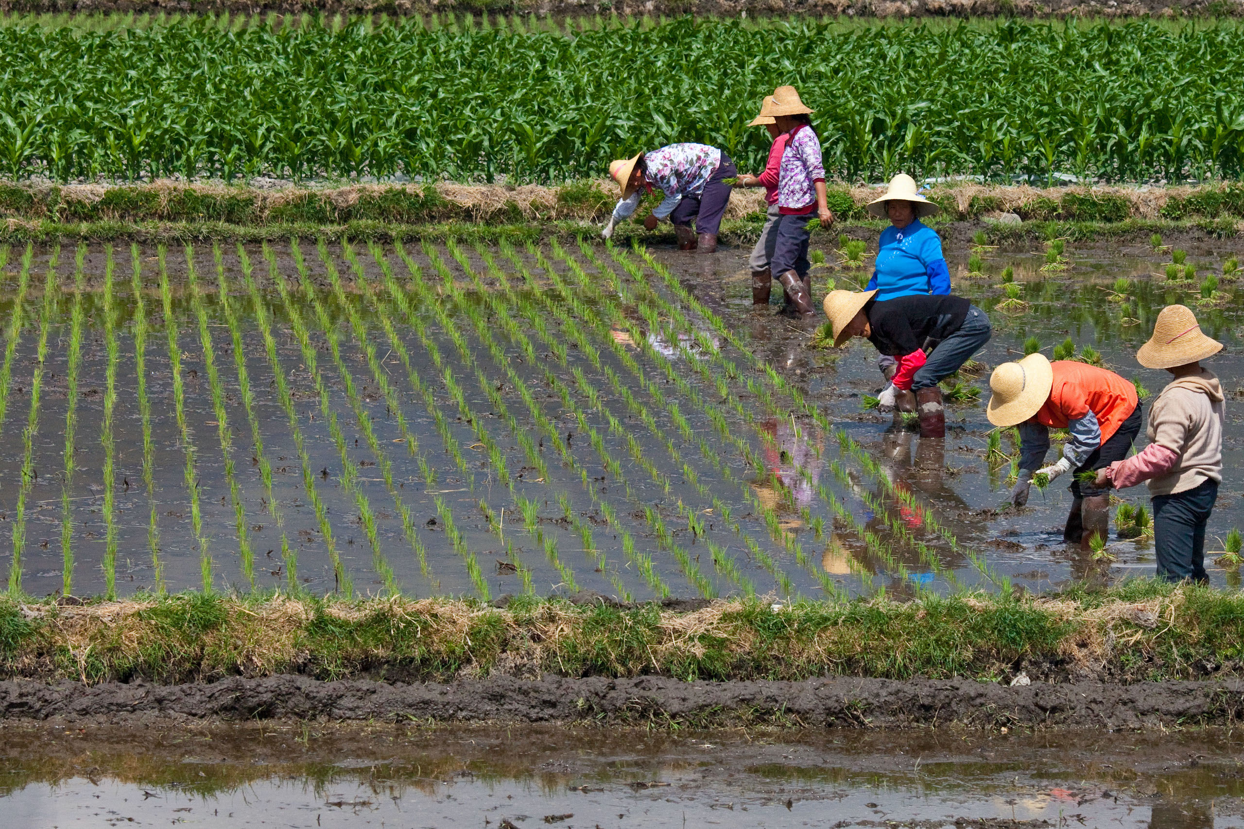 ancient chinese people farming