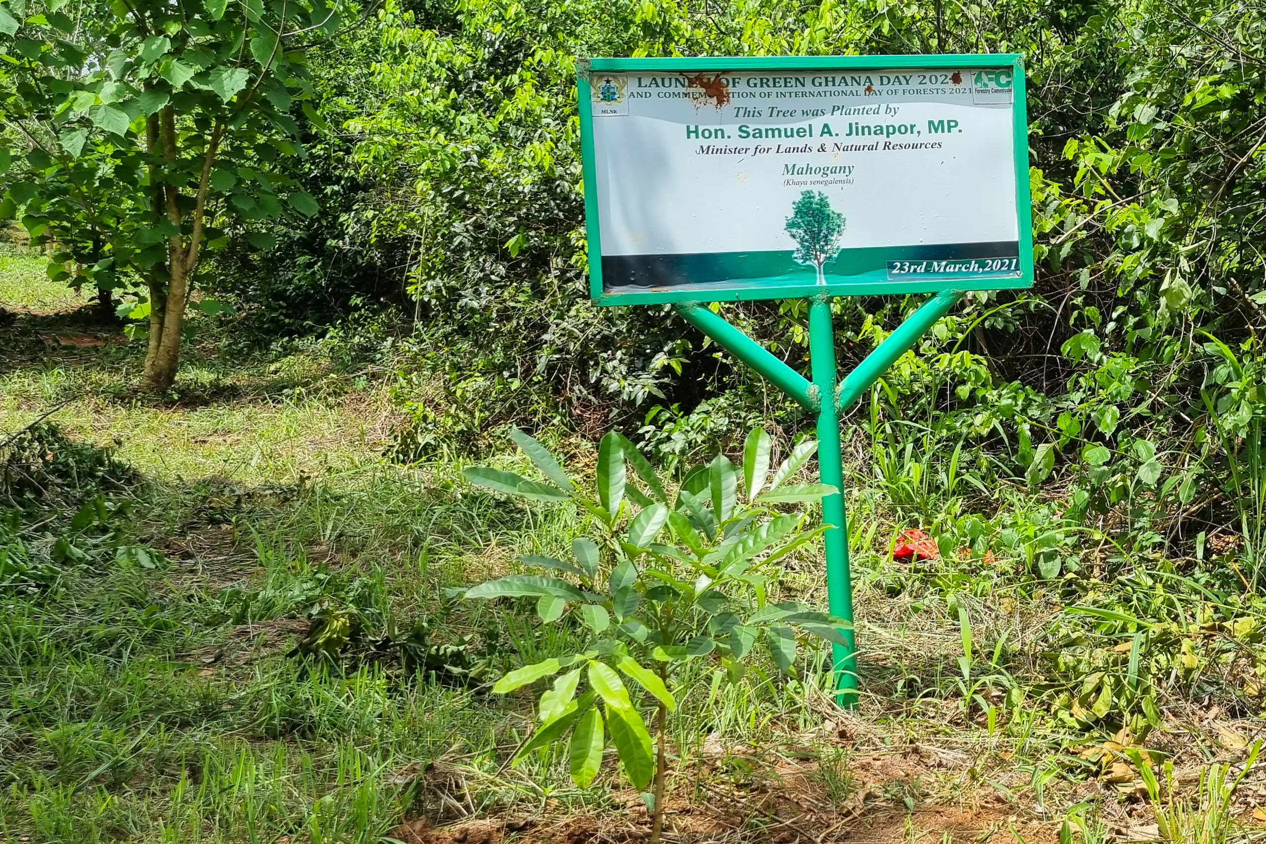 Ghana’s tree-planting drive and the biodiversity question