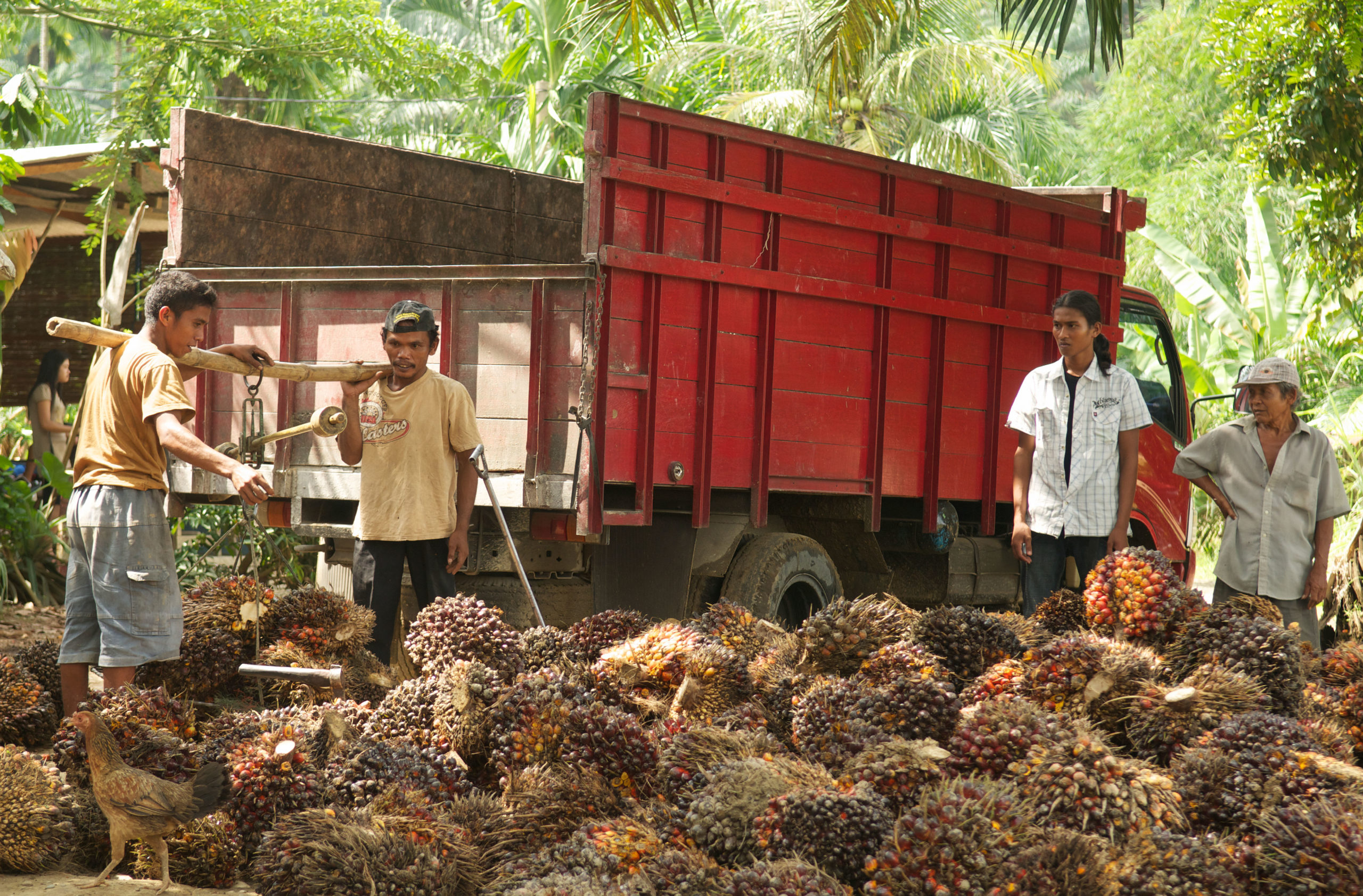 <p>Smallholders weigh their oil palm fruit before selling it to a middleman in Aceh, Indonesia (Image: Evan Bowen-Jones / Alamy)</p>“></p>



<p>Smallholders weigh their oil palm fruit before selling it to a middleman in Aceh, Indonesia (Image: Evan Bowen-Jones / Alamy)</p>



<p><a href=