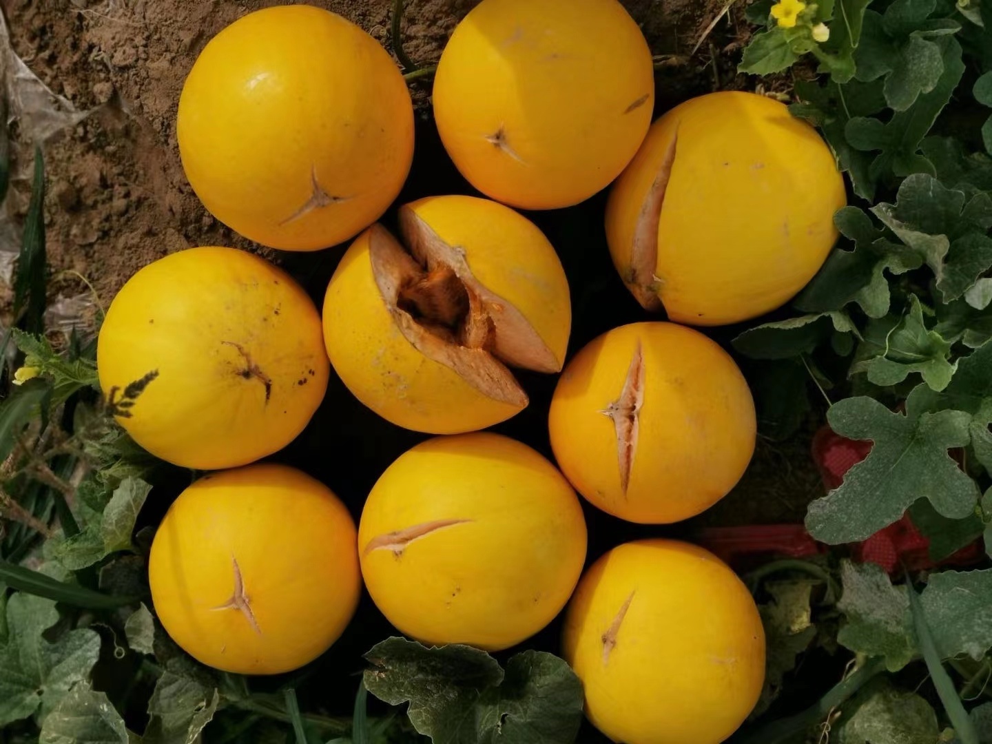Cracked honeydew melons, caused by erratic rainfall due to climate change in Inner Mongolia, northwest China
