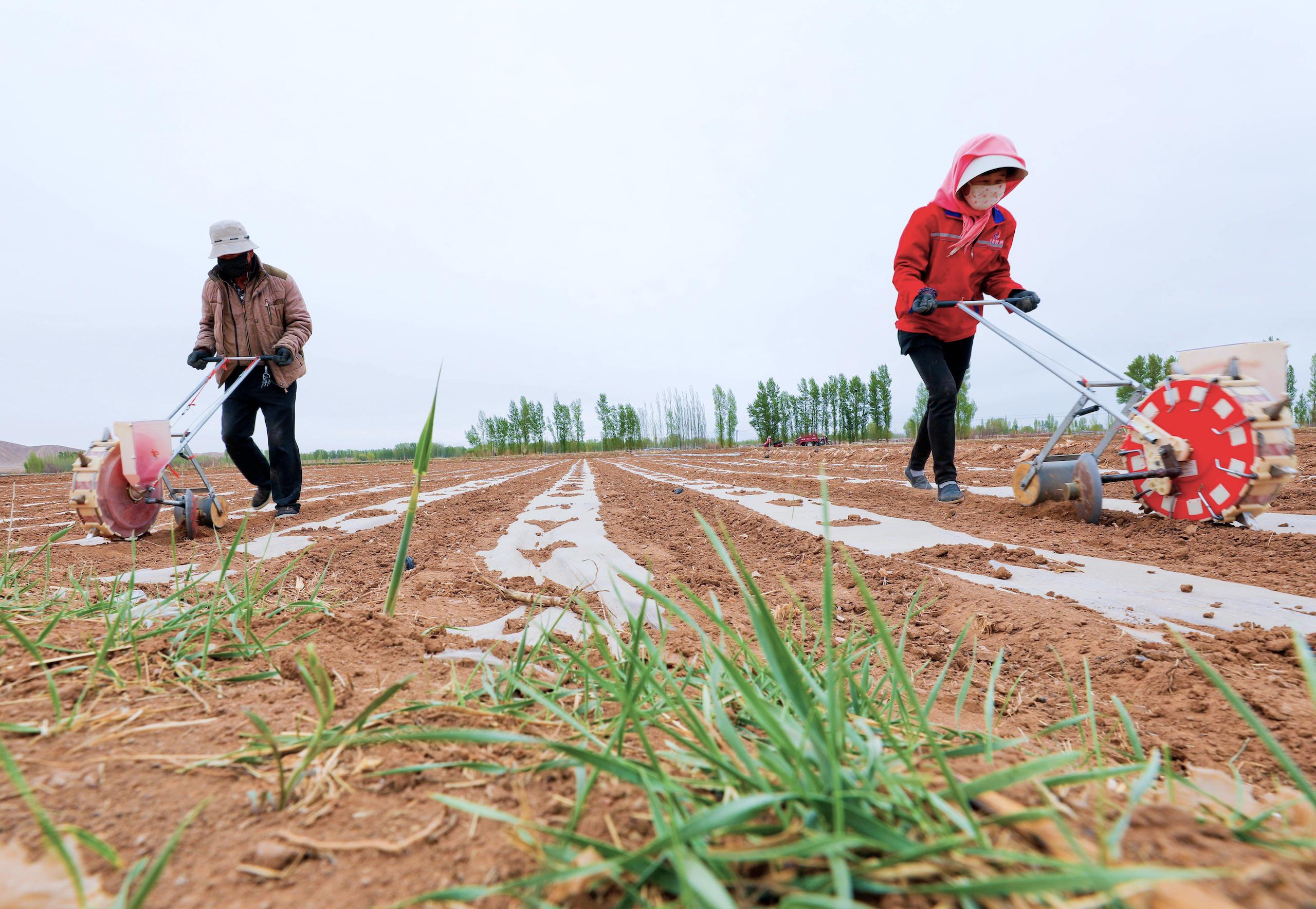 Farmers sowing corn seeds in Zhangye, northwest China's Gansu province. Crops like corn, that require lots of water, may struggle as the region sees drier springs due to climate change.