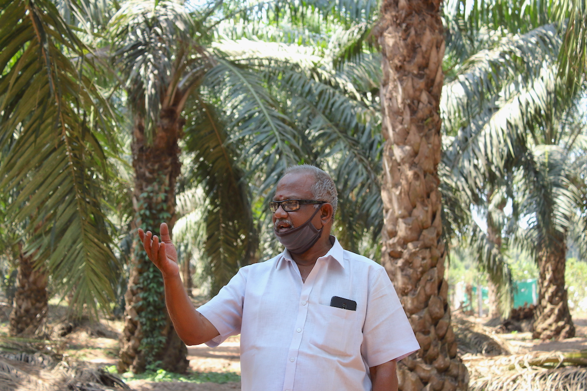 State-wide approach could transform palm oil