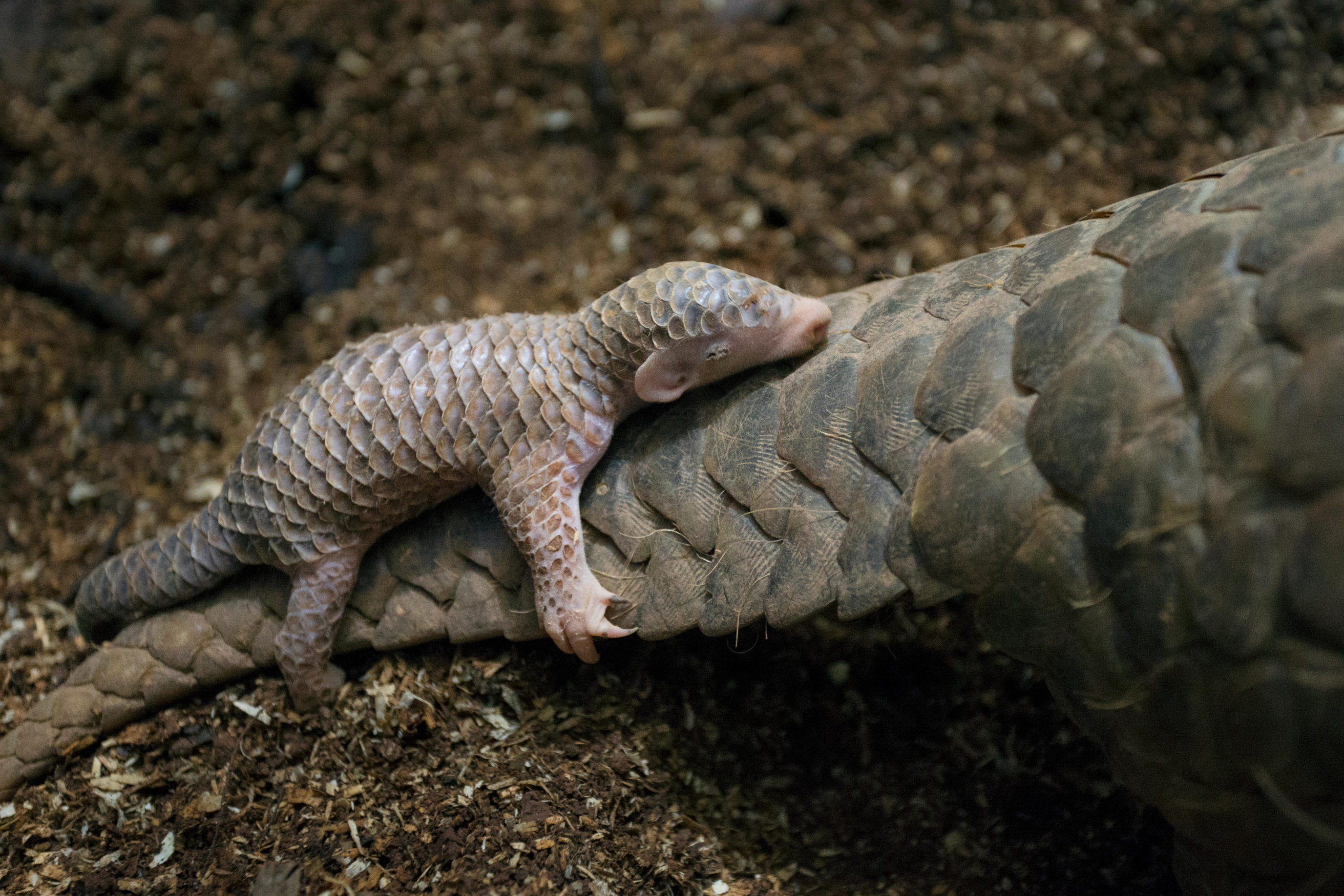 pangolin claws