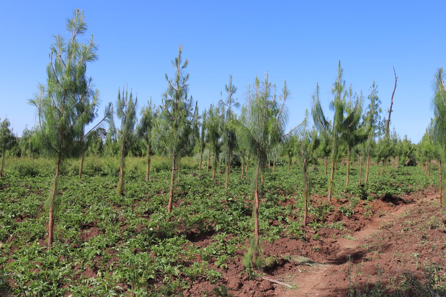 Shamba Kenya’s agroforestry in the spotlight