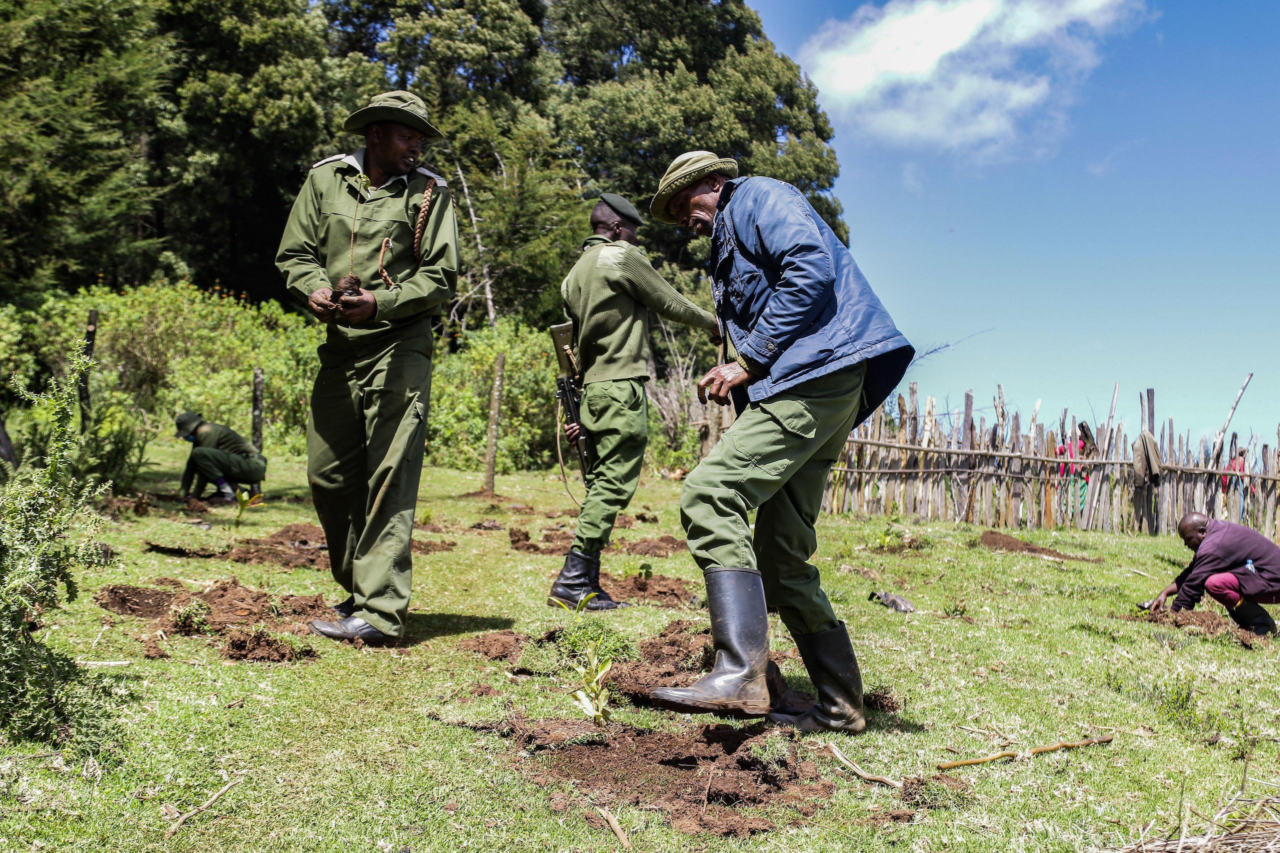Shamba Kenya’s agroforestry in the spotlight