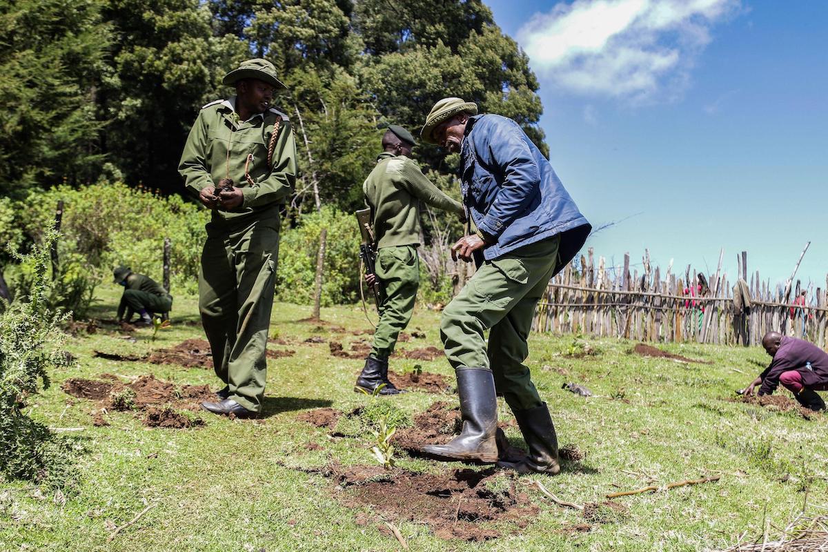 Shamba Kenya’s agroforestry in the spotlight