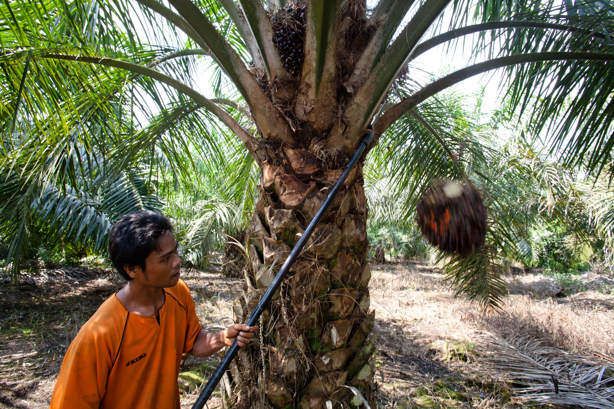 State-wide approach could transform palm oil