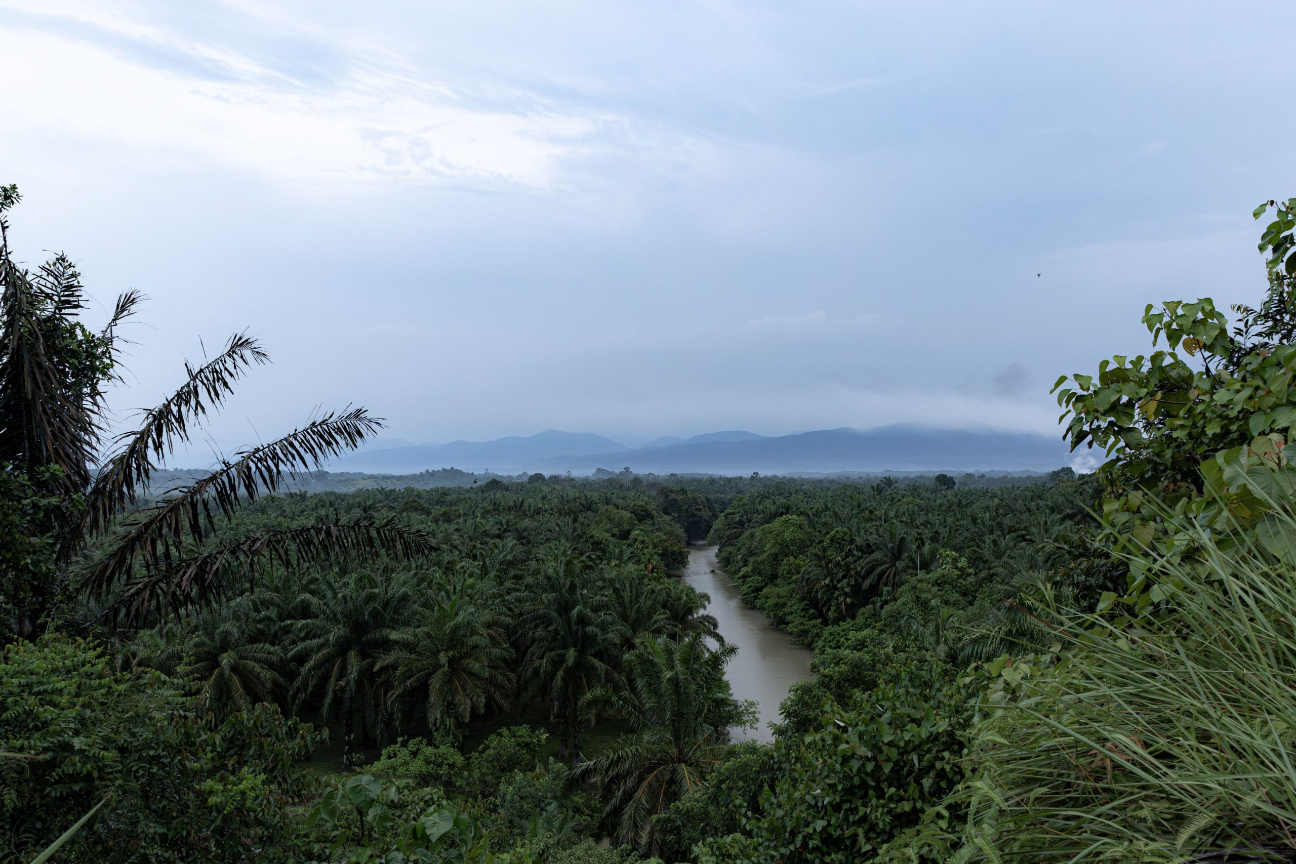 <p>An oil palm plantation in North Sumatra, Indonesia, with the Gunung Leuser National Park in the background (Image: Adithio Noviello / Alamy)</p>“></p>



<p>An oil palm plantation in North Sumatra, Indonesia, with the Gunung Leuser National Park in the background (Image: Adithio Noviello / Alamy)<a href=