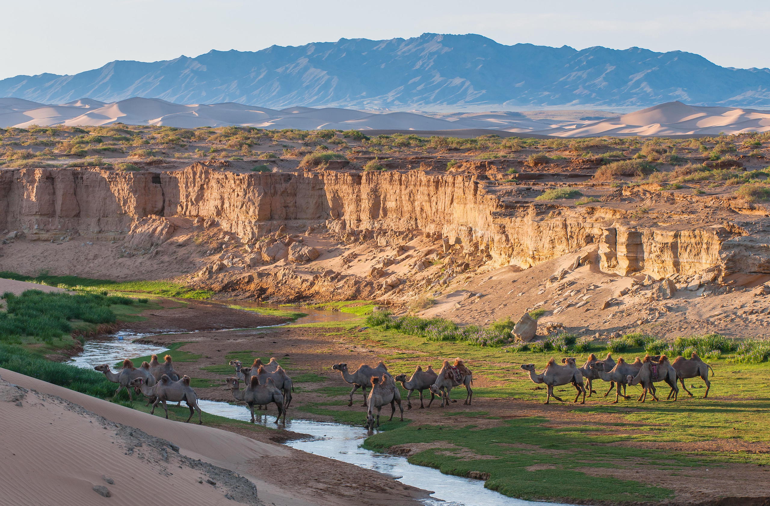 Camels drinking at a creek in a desert 