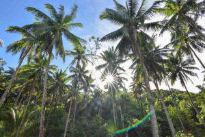 sun peeking out from behind large group of coconut trees