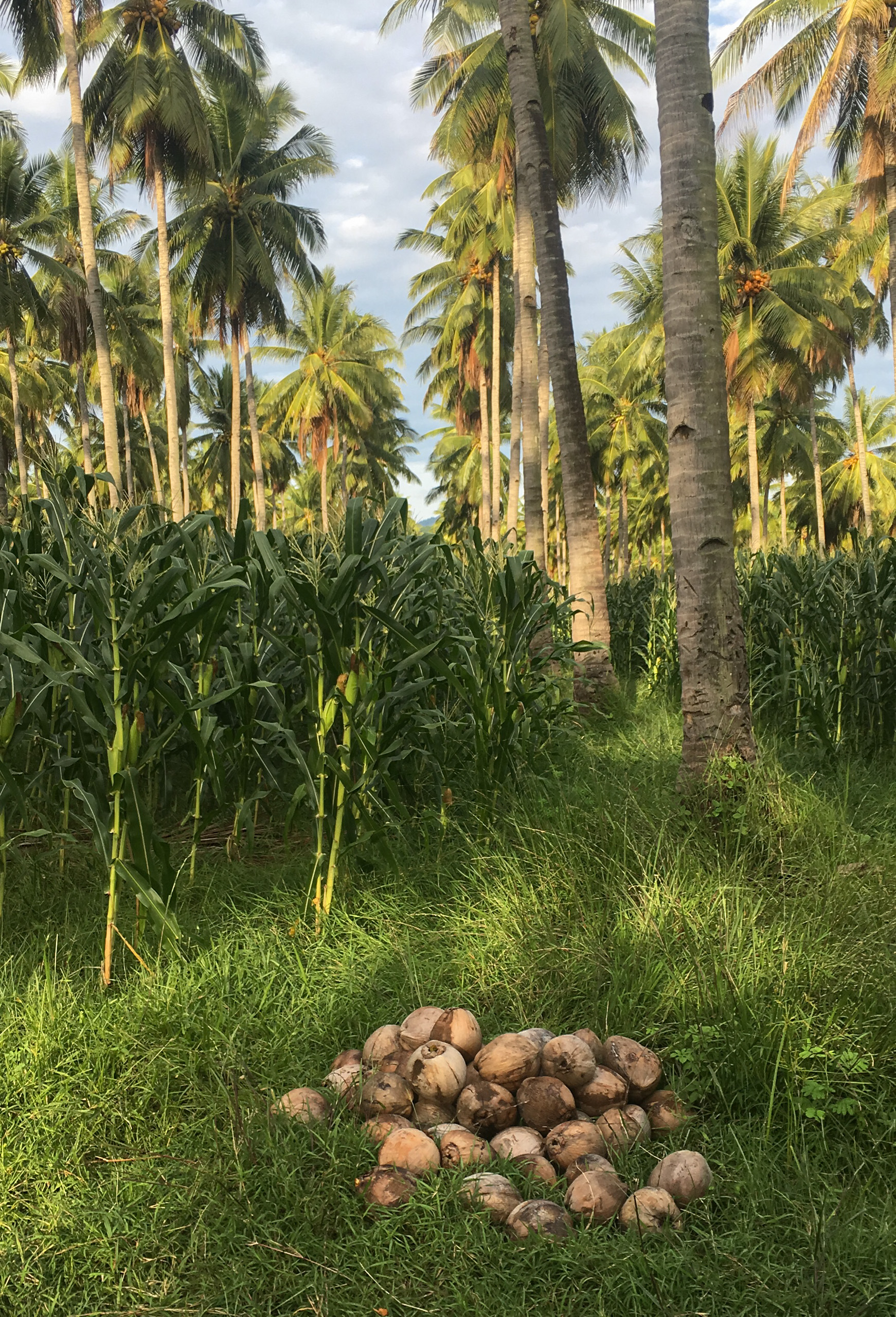 Revitalising coconut farming in Southeast Asia